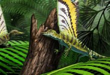 Crested Diapsid Reptile from Middle Triassic Shakes Up Feather Evolution Theories