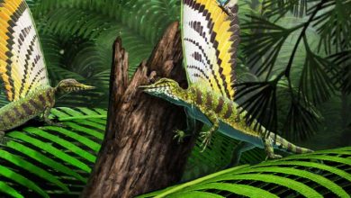 Crested Diapsid Reptile from Middle Triassic Shakes Up Feather Evolution Theories