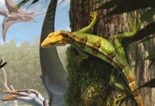 Tree-Dwelling Tuatara Relative Lived in Solnhofen Archipelago 145 Million Years Ago