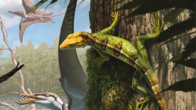 Tree-Dwelling Tuatara Relative Lived in Solnhofen Archipelago 145 Million Years Ago