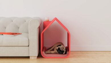 Design moderno une conforto e funcionalidade em casa para cães