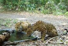 Jaguars get relief from the heat at an artificial waterhole in Guatemala. Image credit: WCS Guatemala.