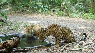 Jaguars get relief from the heat at an artificial waterhole in Guatemala. Image credit: WCS Guatemala.