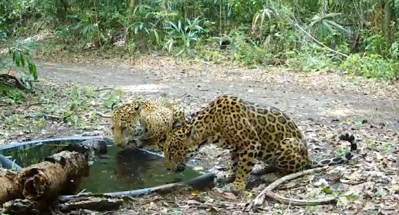 Jaguars get relief from the heat at an artificial waterhole in Guatemala. Image credit: WCS Guatemala.