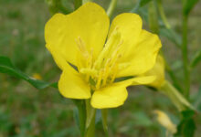 This image shows Oenothera biennis, a flower that produces an oil containing a high content of linolenic acid. Image credit: Georg Slickers / CC BY-SA 4.0.