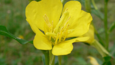 This image shows Oenothera biennis, a flower that produces an oil containing a high content of linolenic acid. Image credit: Georg Slickers / CC BY-SA 4.0.