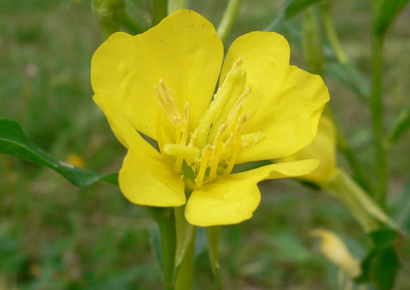 This image shows Oenothera biennis, a flower that produces an oil containing a high content of linolenic acid. Image credit: Georg Slickers / CC BY-SA 4.0.