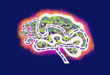 Memories of navigating familiar paths are more fluid than previously thought, activating different neurons with each journey. Image credit: Zeinab Vessal.
