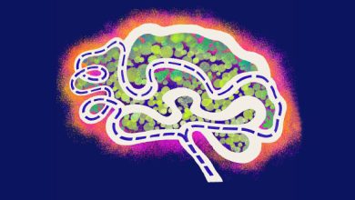 Memories of navigating familiar paths are more fluid than previously thought, activating different neurons with each journey. Image credit: Zeinab Vessal.