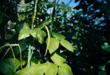 Arabidopsis plants growing in a greenhouse. Image credit: Elena Zhukova / UCR.