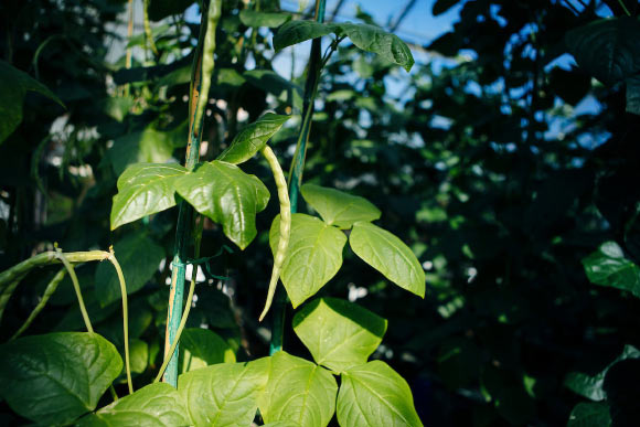 Arabidopsis plants growing in a greenhouse. Image credit: Elena Zhukova / UCR.
