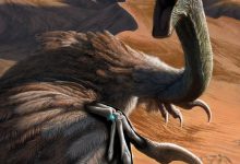 This scene depicts an oviraptorid dinosaur called Citipati being startled while resting on a sand dune. The creature raises its arms in a threat display, which reveals its wrists, highlighting the small migrated pisiform carpal (blue X-ray view) bone. Image credit: Henry S. Sharpe.