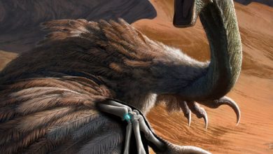 This scene depicts an oviraptorid dinosaur called Citipati being startled while resting on a sand dune. The creature raises its arms in a threat display, which reveals its wrists, highlighting the small migrated pisiform carpal (blue X-ray view) bone. Image credit: Henry S. Sharpe.