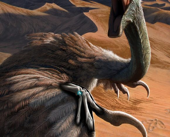 This scene depicts an oviraptorid dinosaur called Citipati being startled while resting on a sand dune. The creature raises its arms in a threat display, which reveals its wrists, highlighting the small migrated pisiform carpal (blue X-ray view) bone. Image credit: Henry S. Sharpe.