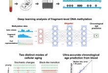 Using ultra-deep sequencing of >300 blood samples from healthy individuals, we show that age-dependent methylation changes occur regionally across clusters of CpG sites either stochastically or in a coordinated block-like manner. Image credit: Ochana et al., doi: 10.1016/j.celrep.2025.115958.