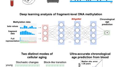 Using ultra-deep sequencing of >300 blood samples from healthy individuals, we show that age-dependent methylation changes occur regionally across clusters of CpG sites either stochastically or in a coordinated block-like manner. Image credit: Ochana et al., doi: 10.1016/j.celrep.2025.115958.