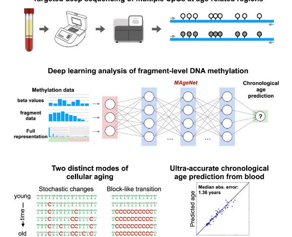 Using ultra-deep sequencing of >300 blood samples from healthy individuals, we show that age-dependent methylation changes occur regionally across clusters of CpG sites either stochastically or in a coordinated block-like manner. Image credit: Ochana et al., doi: 10.1016/j.celrep.2025.115958.