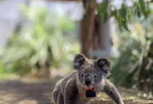 Koala in the wild with a custom-built collar containing a GPS logger and accelerometer. Image credit: Ami Fadhillah Amir Abdul Nasir.