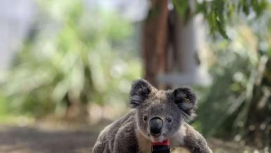 Koala in the wild with a custom-built collar containing a GPS logger and accelerometer. Image credit: Ami Fadhillah Amir Abdul Nasir.