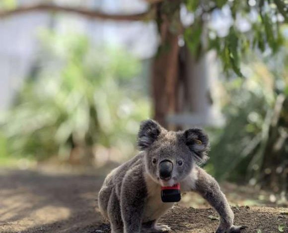 Koala in the wild with a custom-built collar containing a GPS logger and accelerometer. Image credit: Ami Fadhillah Amir Abdul Nasir.