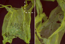 Polyethylene degradation by wax worms. Left: plastic bag after exposure to about 100 wax worms for 12 hours; Right: magnification of the area indicated in the image at left. Image credit: Bombelli et al, doi: 10.1016/j.cub.2017.02.060.