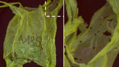 Polyethylene degradation by wax worms. Left: plastic bag after exposure to about 100 wax worms for 12 hours; Right: magnification of the area indicated in the image at left. Image credit: Bombelli et al, doi: 10.1016/j.cub.2017.02.060.