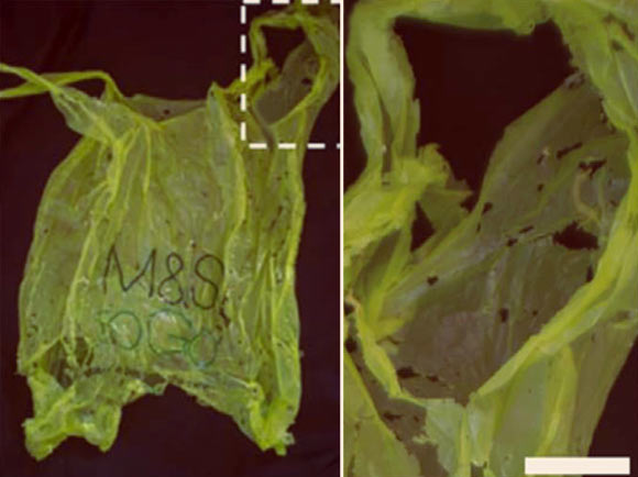 Polyethylene degradation by wax worms. Left: plastic bag after exposure to about 100 wax worms for 12 hours; Right: magnification of the area indicated in the image at left. Image credit: Bombelli et al, doi: 10.1016/j.cub.2017.02.060.