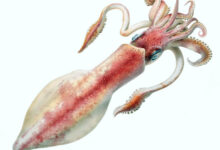 This lithograph shows Loligo forbesii, a species of squid in the order Myopsida. Image credit: Comingio Merculiano.