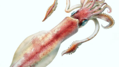 This lithograph shows Loligo forbesii, a species of squid in the order Myopsida. Image credit: Comingio Merculiano.