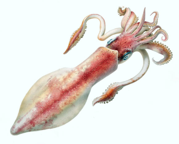 This lithograph shows Loligo forbesii, a species of squid in the order Myopsida. Image credit: Comingio Merculiano.