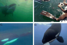 The cases presented by Towers et al. are among the first recorded where wild killer whales (Orcinus orca) used prey and other items to instigate interactions with humans. Image credit: Towers et al., doi: 10.1037/com0000422.
