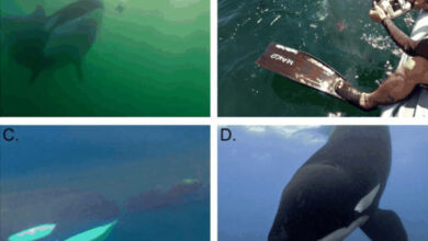 The cases presented by Towers et al. are among the first recorded where wild killer whales (Orcinus orca) used prey and other items to instigate interactions with humans. Image credit: Towers et al., doi: 10.1037/com0000422.