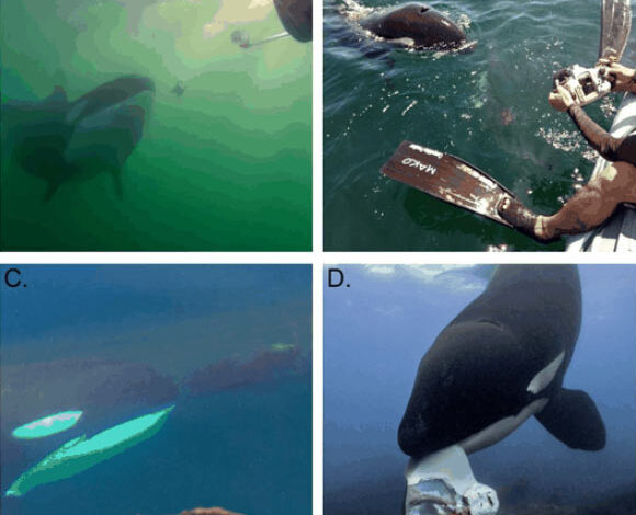 The cases presented by Towers et al. are among the first recorded where wild killer whales (Orcinus orca) used prey and other items to instigate interactions with humans. Image credit: Towers et al., doi: 10.1037/com0000422.
