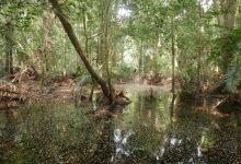 Swamp forest in the Democratic Republic of the Congo. Image credit: Greta Dargie.