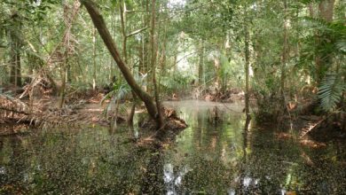 Swamp forest in the Democratic Republic of the Congo. Image credit: Greta Dargie.