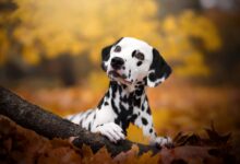 Startup investe em terapias com células-tronco para pets