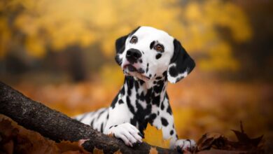 Startup investe em terapias com células-tronco para pets