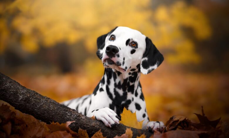 Startup investe em terapias com células-tronco para pets