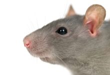 Campanha de malware traz nova variante do Interlock RAT