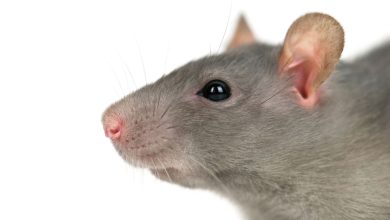 Campanha de malware traz nova variante do Interlock RAT
