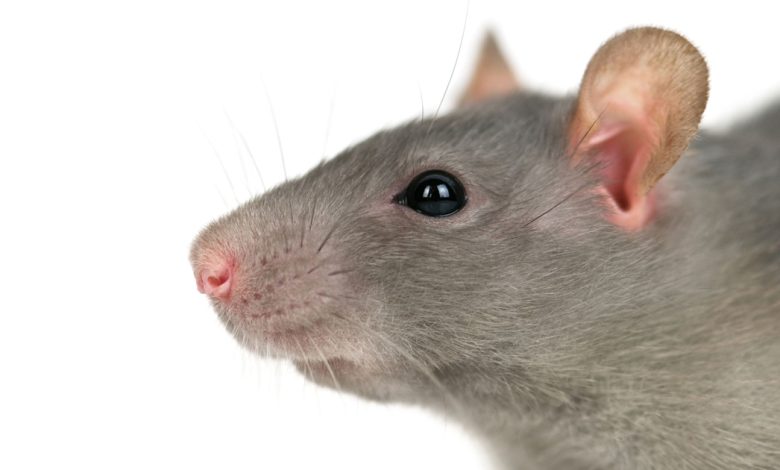 Campanha de malware traz nova variante do Interlock RAT