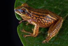 Pristimantis chinguelas. Image credit: Chávez et al., doi: 10.3897/evolsyst.9.148522.