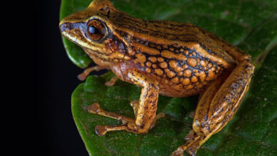 Pristimantis chinguelas. Image credit: Chávez et al., doi: 10.3897/evolsyst.9.148522.