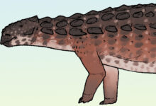 New Species of Armored Dinosaur Identified in China