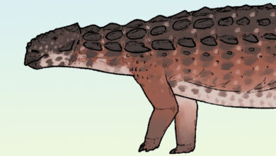 New Species of Armored Dinosaur Identified in China