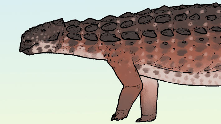 New Species of Armored Dinosaur Identified in China