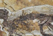 New Neornithischian Dinosaur Unearthed in China