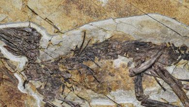 New Neornithischian Dinosaur Unearthed in China