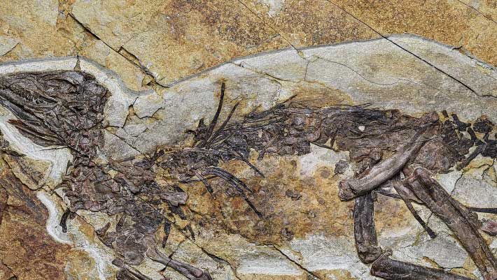 New Neornithischian Dinosaur Unearthed in China