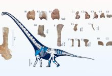 Fossil remains of Tongnanlong zhimingi. Image credit: Wei et al., doi: 10.1038/s41598-025-09796-0.